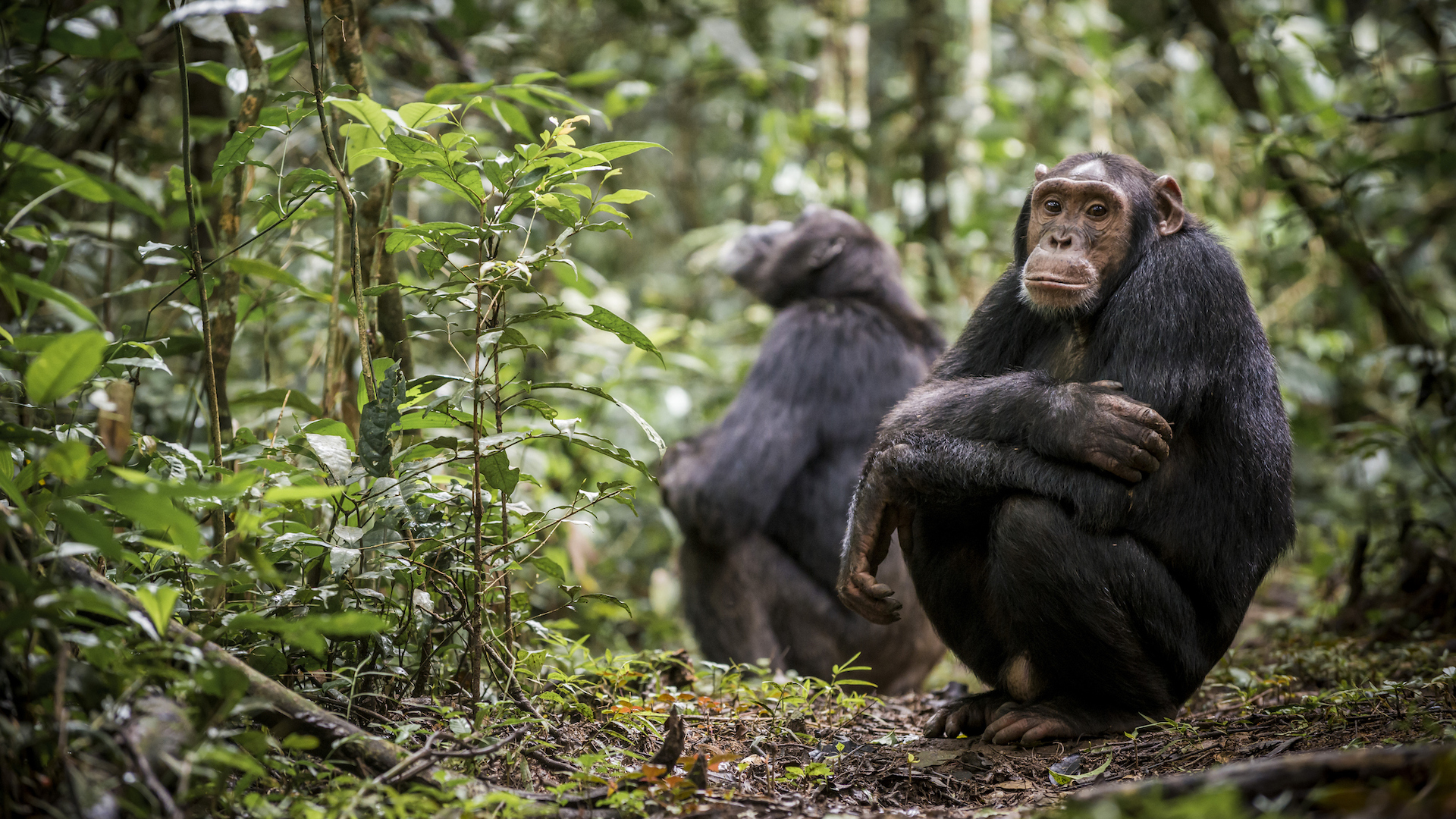 32-de-animale-care-se-comporta-ciudat-de-uman-uneori