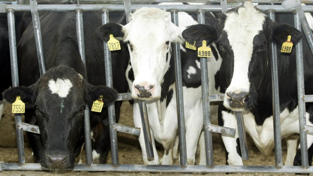 gripa-aviara-h5n1-s-a-raspandit-la-om-de-la-vaca-in-al-doilea-caz-probabil,-relateaza-cdc