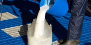 dupa-ce-soarecii-beau-lapte-crud-h5n1,-virusul-gripei-aviare-le-ghici-organele