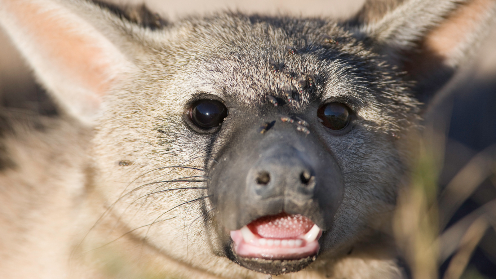 aardwolf:-verisoara-hiena-ciudata-care-mananca-300.000-de-termite-in-fiecare-noapte