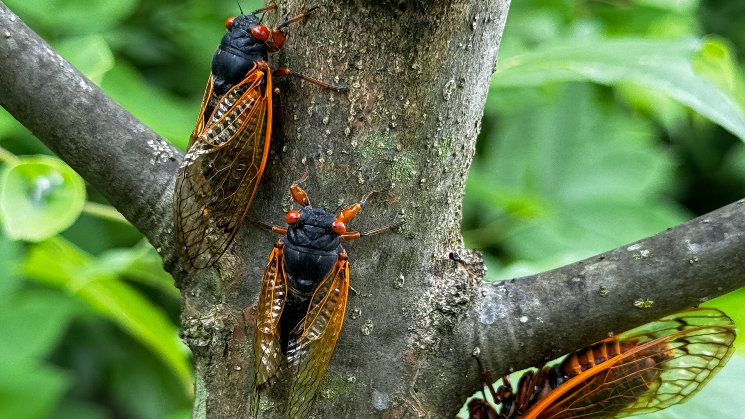 inflorire-dubla-de-cicada-in-2024:-google-doodle-sarbatoreste-evenimentul-o-data-la-221-de-ani-cu-o-banda-de-insecte
