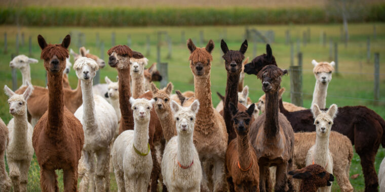 Alpaca din Idaho a fost testată pozitiv pentru gripa aviară H5N1 într-o altă premieră mondială