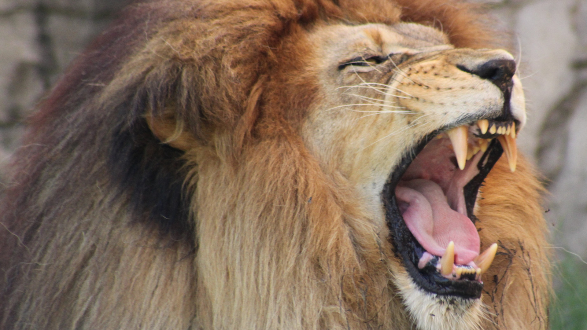 32-dintre-cele-mai-zgomotoase-animale-de-pe-pamant
