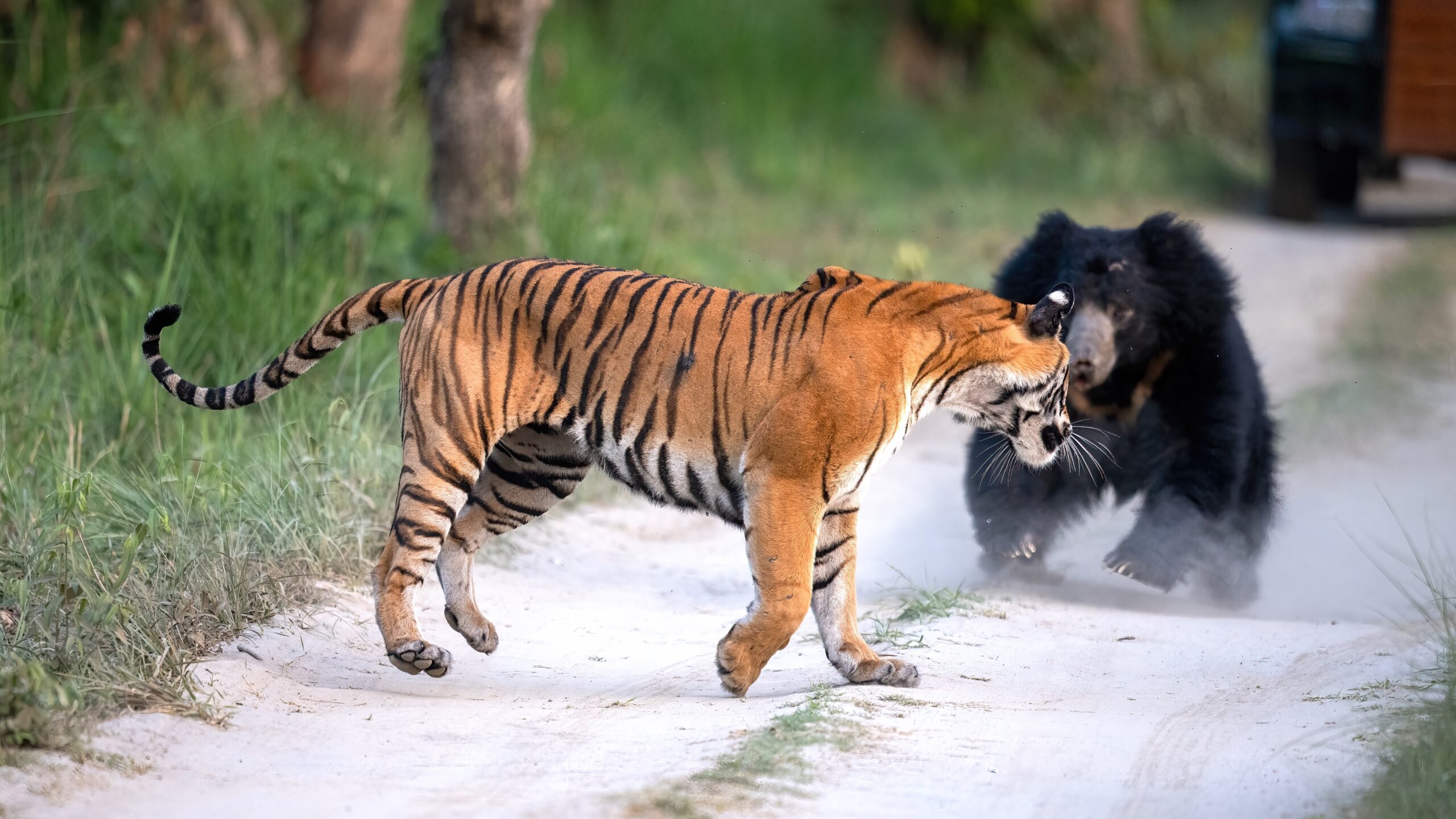 ursul-vs-tigru:-urmareste-2-dintre-cei-grei-ai-naturii-se-confrunta-in-salbaticie-din-india