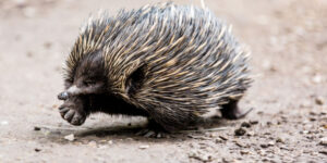 mamiferele-bizare-depunatoare-de-oua-au-condus-odata-australia-–-apoi-si-au-pierdut-dintii