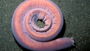 pacific-hagfish:-vechea-creatura-de-adancime-care-poate-sufoca-un-rechin-aruncand-slime