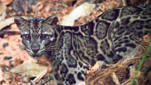 familia-de-leoparzi-din-bornean-filmata-in-salbaticie-pentru-prima-oara