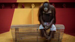 urangutanul-„asteapta-cu-stoicitate”-turistii-in-fotografia-premiata-„see-no-evil”