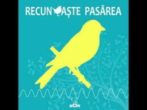 Recunoaște Pasărea 4