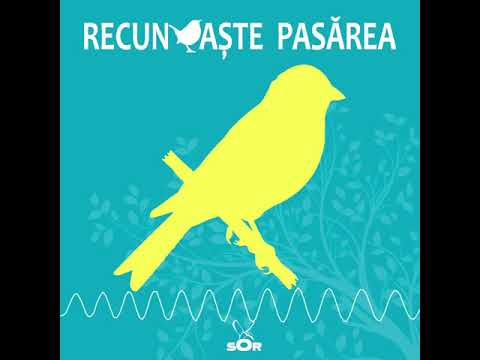 Recunoaște Pasărea 4