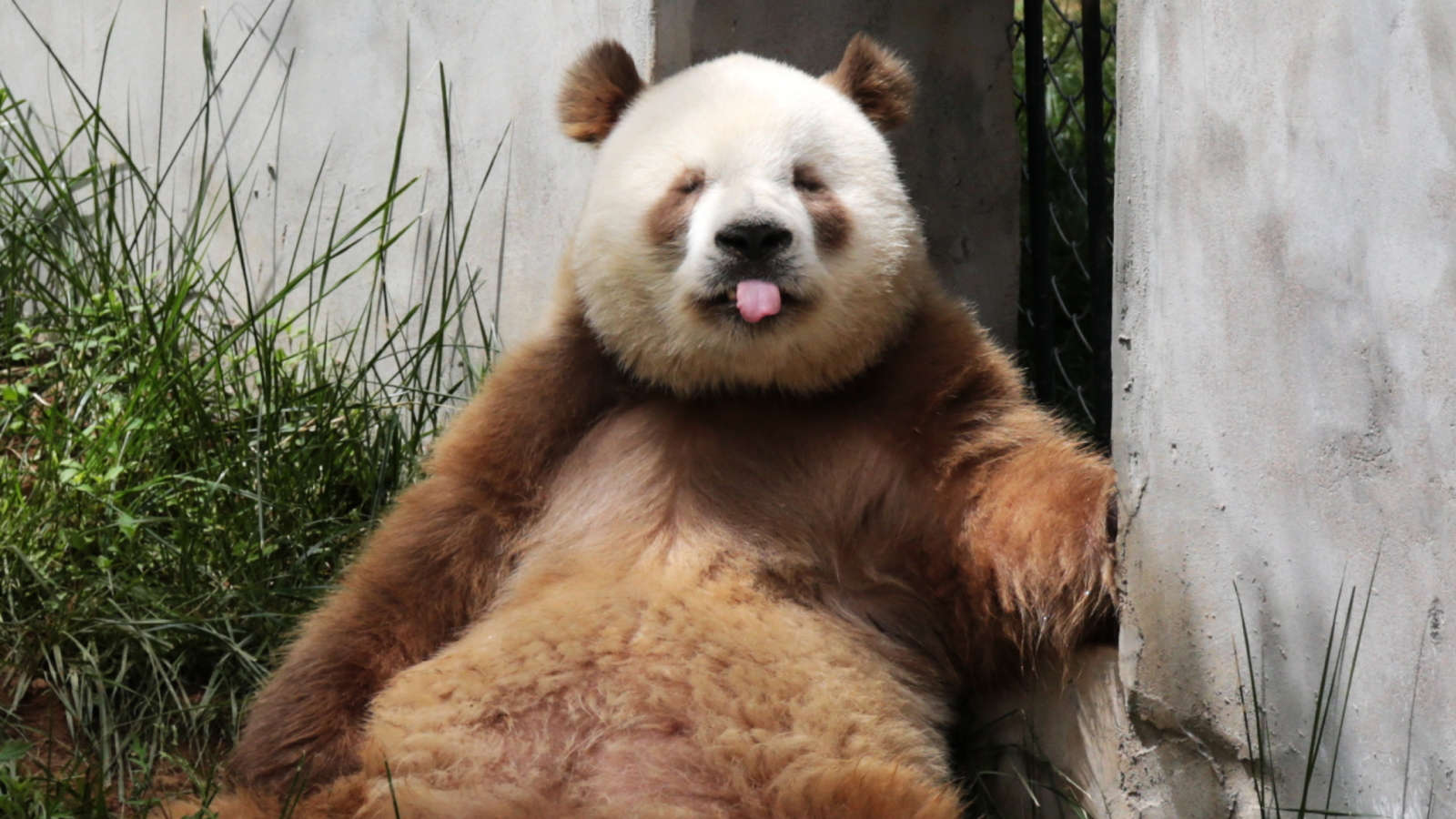 panda-qinling:-ursii-micti-care-s-au-separat-acum-300.000-de-ani-si-uneori-ies-maro