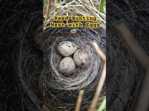 Stunning Reed Bunting Nest with 3 Eggs in the UK 2024 | #birdnesting #birds #birdnest #britishbirds
