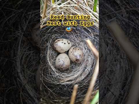 Stunning Reed Bunting Nest with 3 Eggs in the UK 2024 | #birdnesting #birds #birdnest #britishbirds