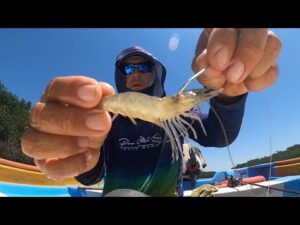 Carnada Efectiva para Robalo y Pargo Rojo