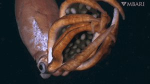 videoclip-rar-arata-un-calmar-evaziv-de-adancime-leganandu-si-ouale-gigantice-si-translucide