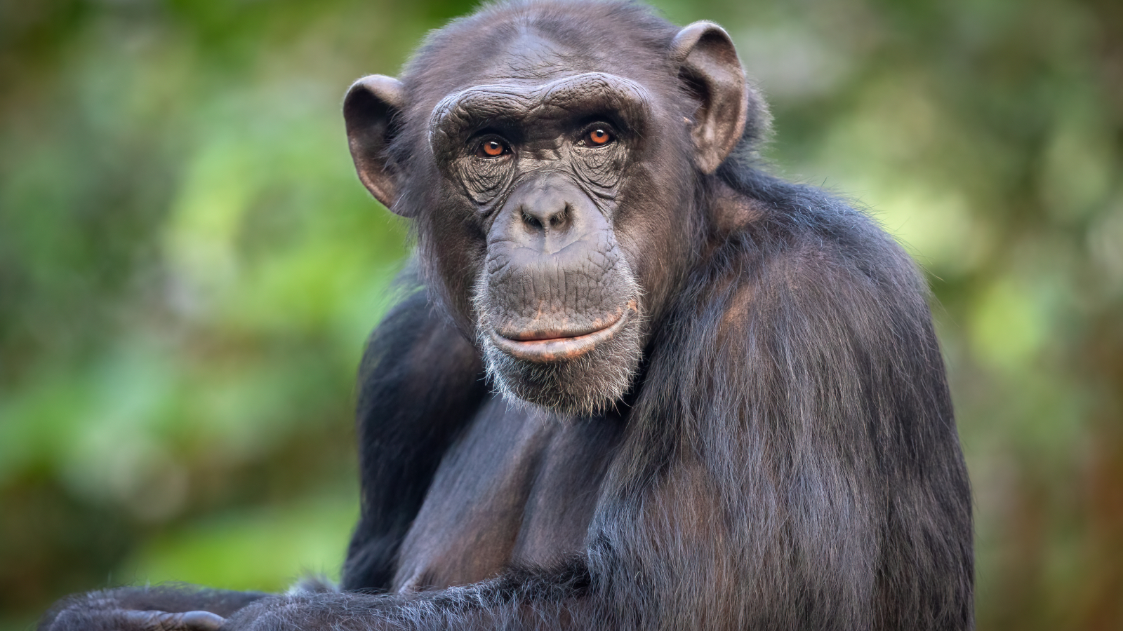 cromozomul-y-evolueaza-mai-repede-decat-x,-arata-studiul-pe-primate