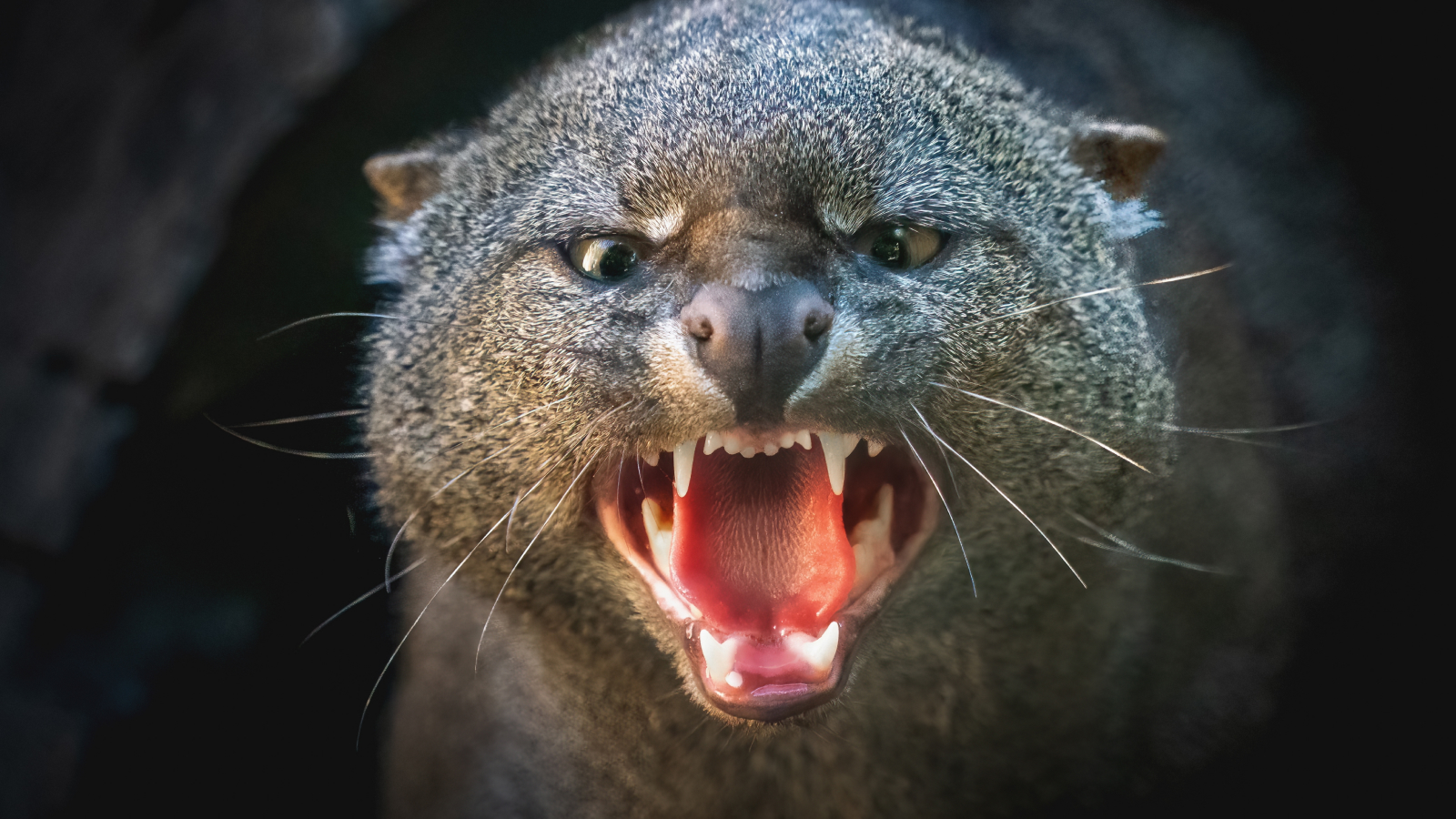 jaguarundi:-micuta-pisica-salbatica-care-arata-ca-o-vidra-si-are-13-moduri-de-a-„vorbi”