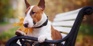 este-bine-sa-ai-un-animal-de-companie?-stiinta-neclara-a-detinerii-animalelor-de-companie
