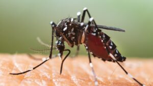 americanii-se-confrunta-cu-un-risc-mai-mare-de-dengue-in-acest-an,-avertizeaza-cdc