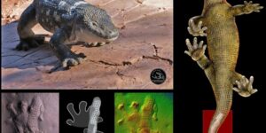solzii-au-ajutat-reptilele-sa-cucereasca-pamantul-—-cand-au-evoluat-pentru-prima-data?