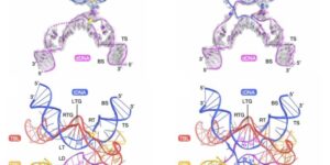 parazitul-bacterian-bazat-pe-adn-foloseste-o-metoda-complet-noua-de-editare-a-adn-ului