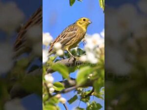 # Beautiful bird’s nature video# trending youtube shorts 🙏🙏