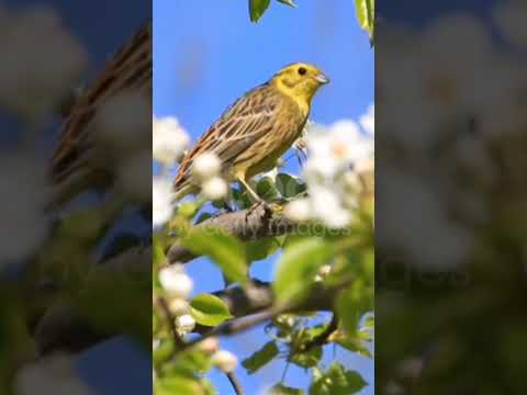 # Beautiful bird’s nature video# trending youtube shorts 🙏🙏