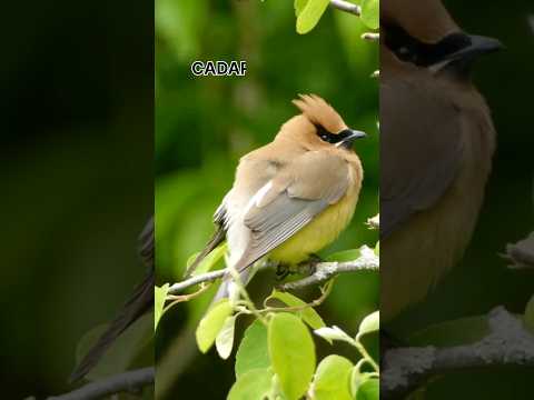 CADAR . ?? . bird