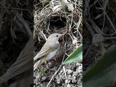 نقشارة بونللي/ Pouillot de Bonelli