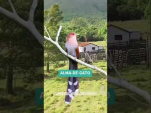 espécies de aves que cantam na roça #aves #passaros #canto #roça #infancia #saudade #fauna #brasil