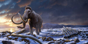 adn-ul-din-ramasitele-de-mamut-dezvaluie-istoria-ultimei-populatii-supravietuitoare