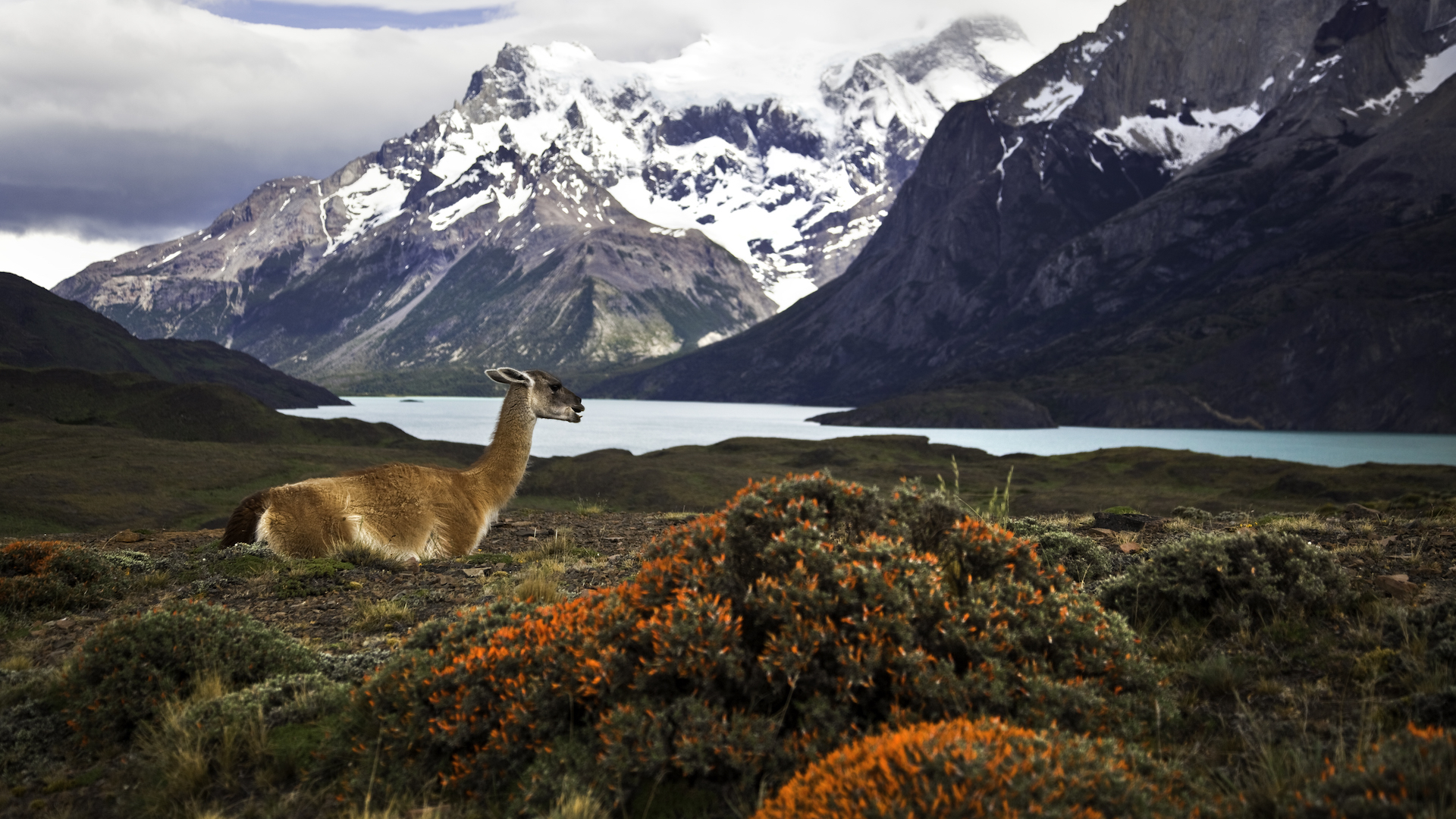 care-continent-are-cele-mai-multe-specii-de-animale?