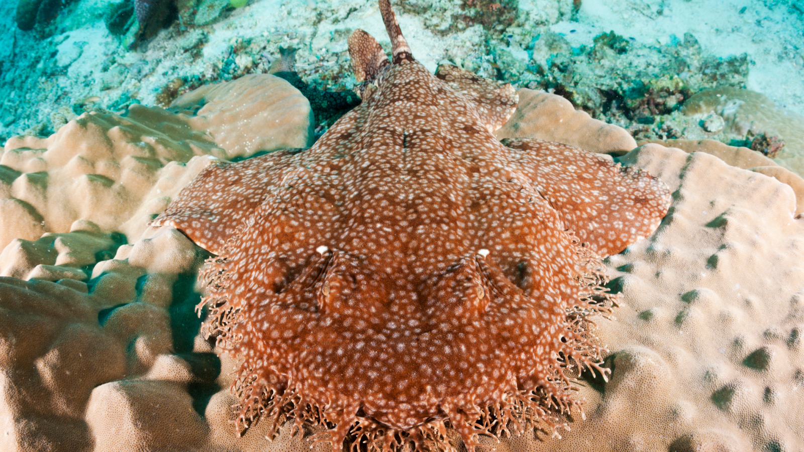 wobbegong-cu-ciucuri:-maestrul-deghizarii-care-poate-manca-un-rechin-aproape-la-fel-de-mare-ca-el