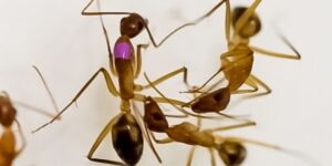 sunati-medicul-furnicilor:-amputatia-ofera-furnicilor-ranite-un-avantaj-in-privinta-infectiilor