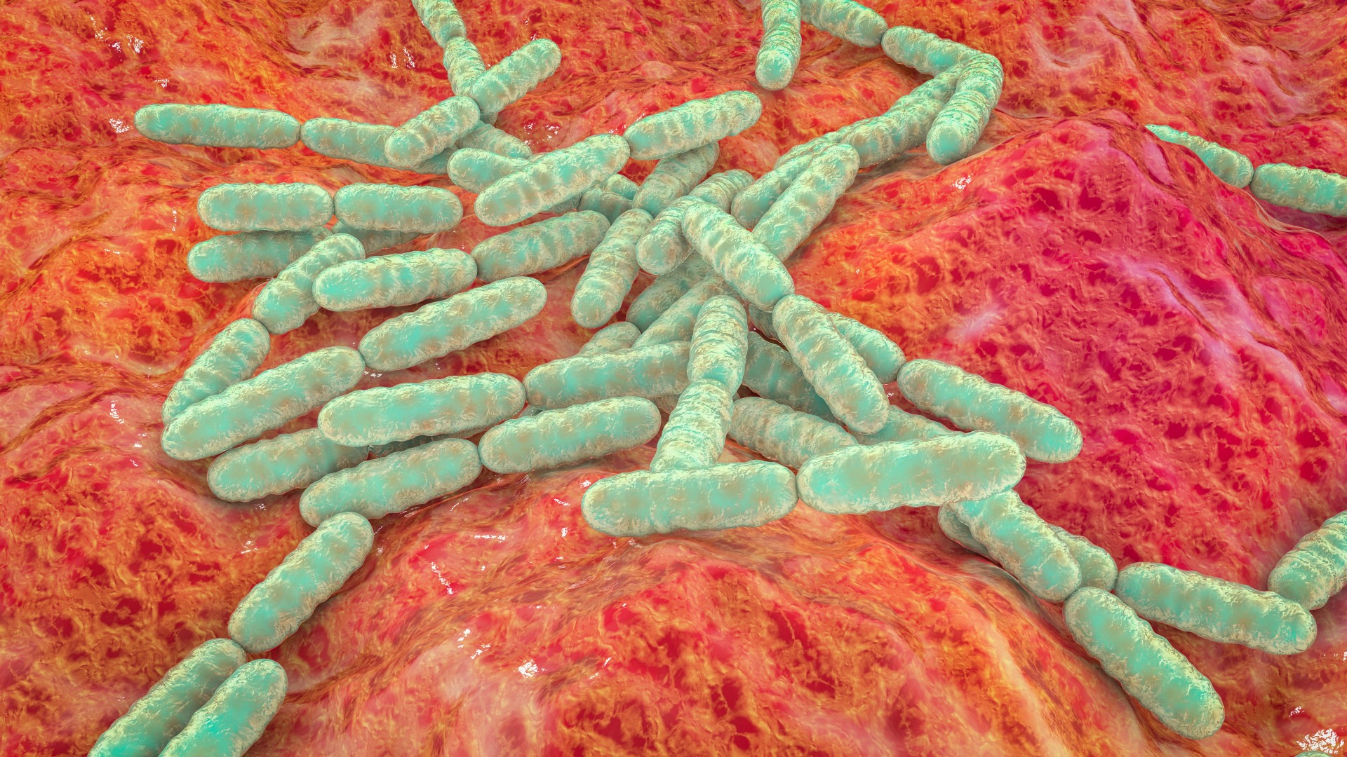 microbiomul-intestinal-are-un-ritm-circadian-iata-cum-va-poate-afecta-sanatatea.