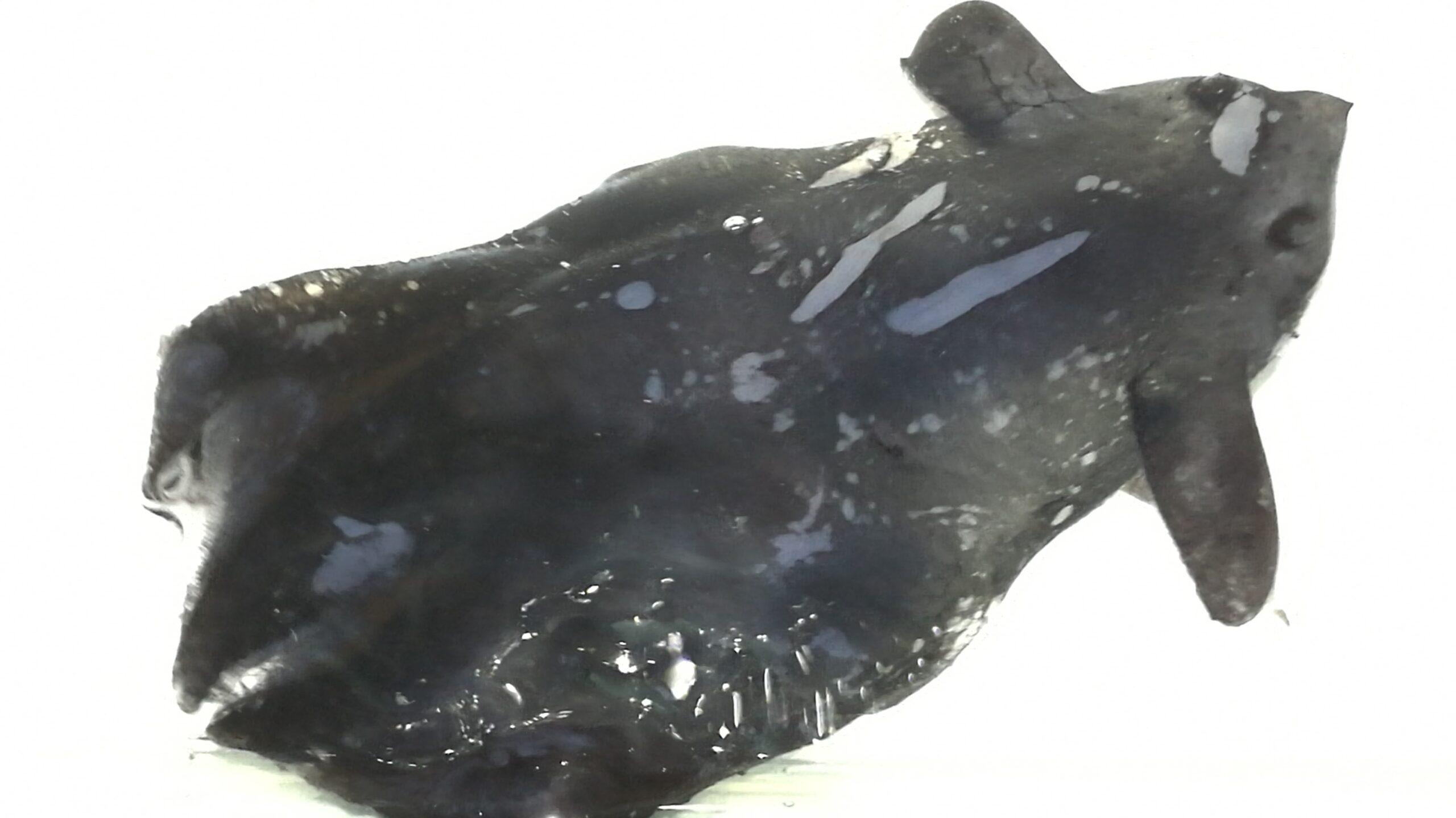specie-de-calmar-vampir-nemaivazuta-pana-acum,-descoperita-in-zona-crepusculara-a-marii-chinei-de-sud