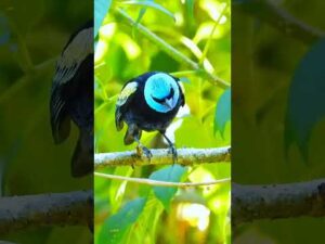 beautiful bird nature of wild beauty #youyubeshort #youtube #naturephotography #birdslover