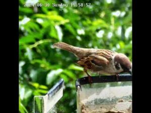 Напугал до смерти   😂😂😂    #birds