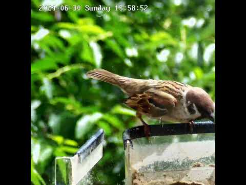 Напугал до смерти   😂😂😂    #birds