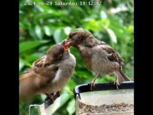 Не насытный ты наш 😂😂😂  #birds #sparrow