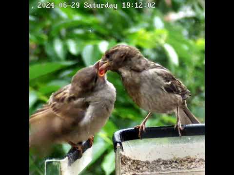 Не насытный ты наш 😂😂😂  #birds #sparrow
