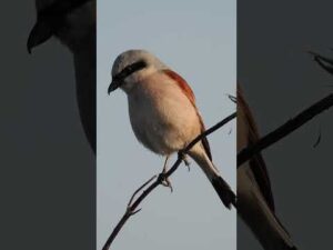 Neuntöter  #birds #wildlife #animals #nature #insects