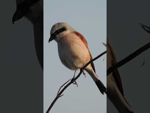 Neuntöter  #birds #wildlife #animals #nature #insects