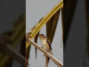 सबसे छोटी प्रजाति की चिड़िया bard #animals #viralvideo #bard #viralshorts