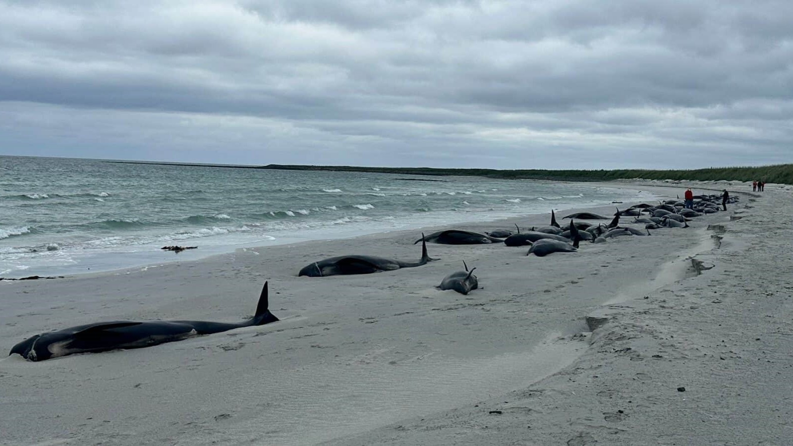 intreaga-grupa-de-89-de-balene-pilot-a-murit-pe-plaja-scotiana-in-esuare-in-masa