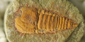 fosila-veche-de-500-de-milioane-de-ani-este-cea-mai-veche-ramura-a-descendentei-paianjenului