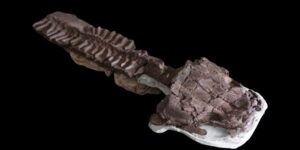 specii-de-salamandre-uriase-gasite-in-ceea-ce-se-credea-a-fi-un-ecosistem-inghetat
