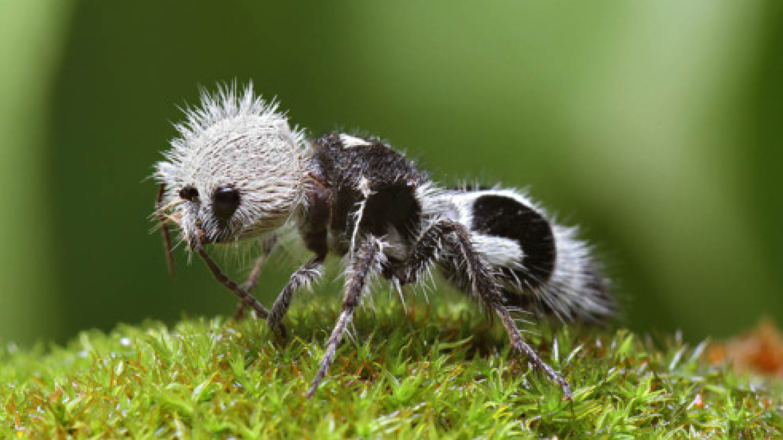 furnica-panda:-viespile-ale-caror-femele-albe-si-negre-au-intepaturi-gigantice-si-copii-paraziti