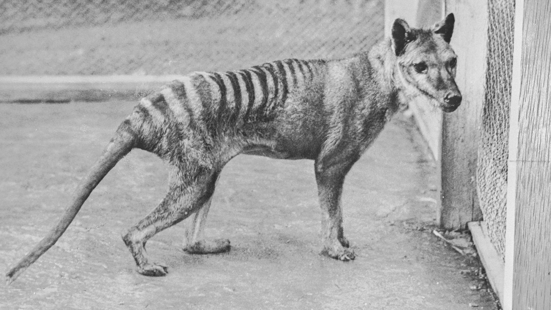 cate-specii-de-animale-au-dus-oamenii-la-disparitie?