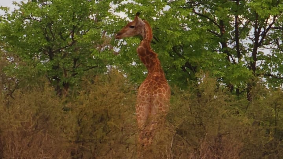 girafa-grav-ranita-cu-gatul-in-zig-zag-„foarte-rasucit”-vazuta-in-africa-de-sud